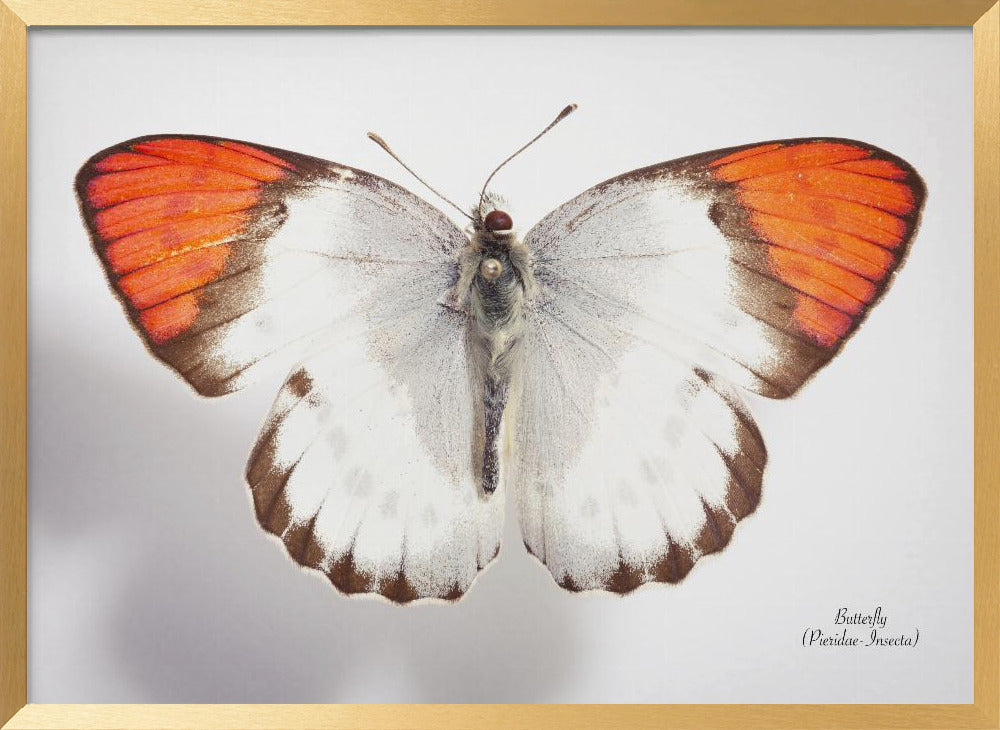 Butterfly - 3 Poster